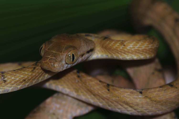 Brown tree snake Brown Tree Snake Habitat Diet amp Reproduction Sydney