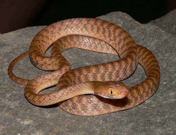 Brown tree snake CalPhotos Boiga irregularis Brown Tree Snake