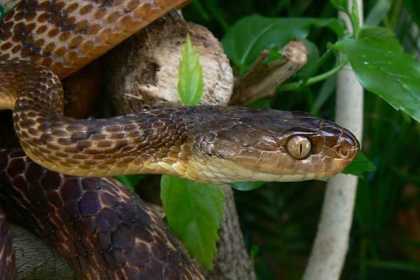 Brown tree snake Brown Tree Snake