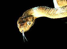 Brown tree snake httpsuploadwikimediaorgwikipediacommonsthu