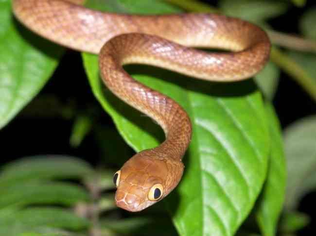 Brown tree snake Brown Tree Snake Facts and Pictures Reptile Fact