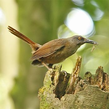 Brown trembler Birdfinders Birdwatching Holidays Lesser Antilles