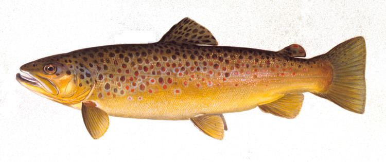 Brown trout Fish Details