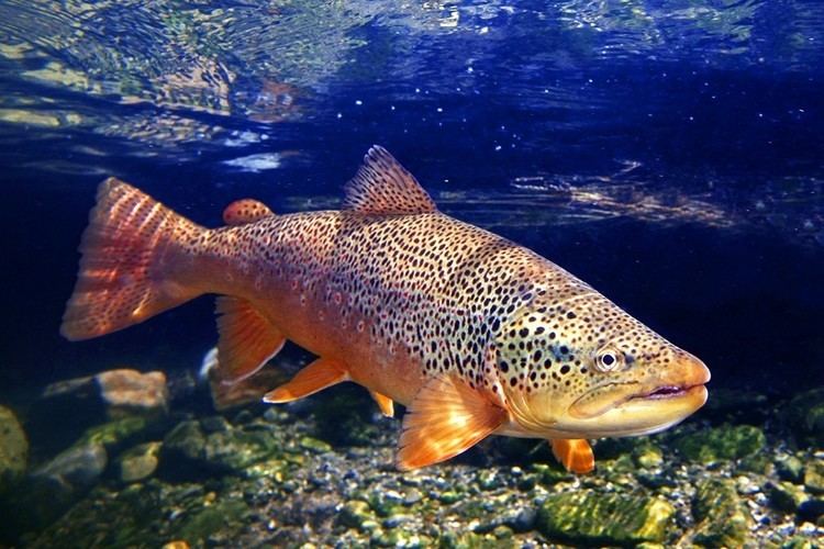 Brown trout - Wikipedia