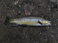 Brown trout httpsuploadwikimediaorgwikipediacommonsthu
