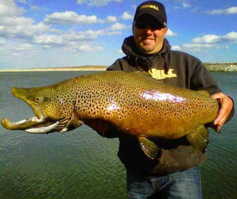 Brown trout Brown Trout How To Catch Any Fish