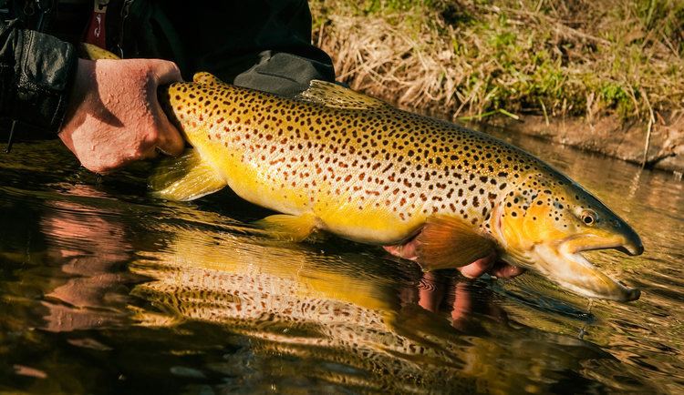 Brown trout How To Caych A Trophy Brown Trout Fly Fishing Gink and Gasoline