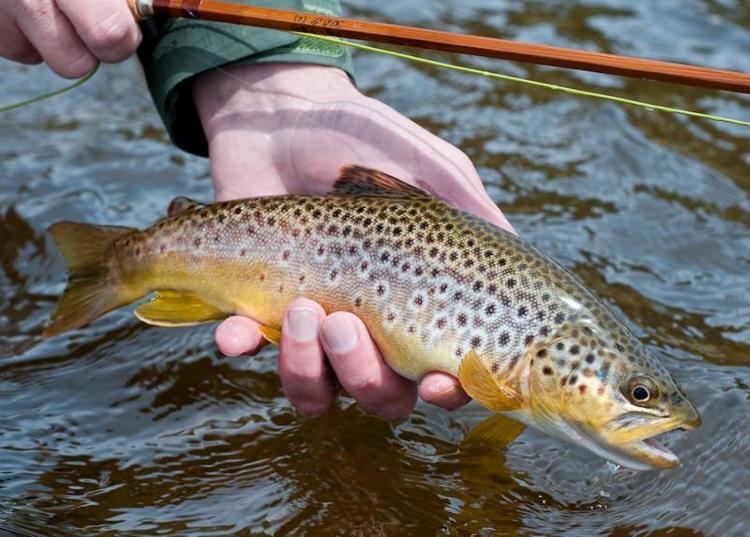 Brown trout Brown Trout Trailside Lodge