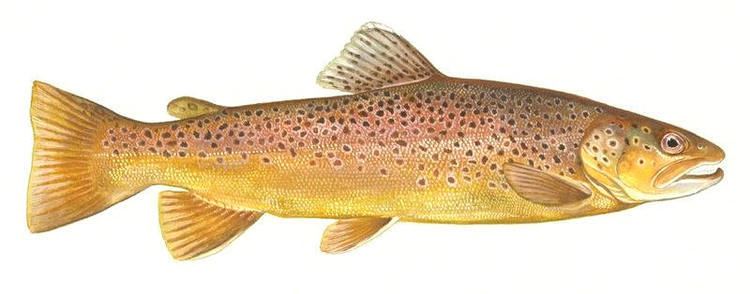 Brown trout Brown Trout Wallpaper WallpaperSafari
