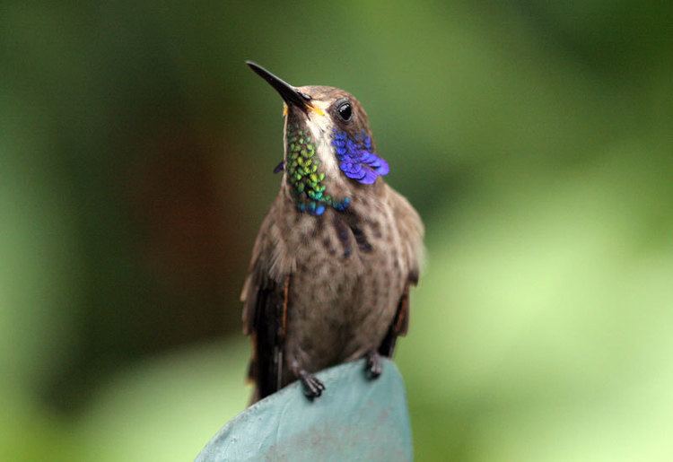 Brown violetear 1000 images about Beautiful Brown Violetear Hummingbird