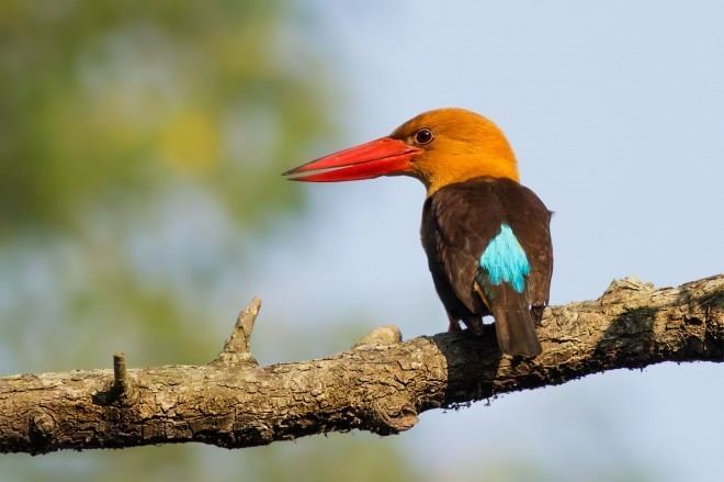 Brown-winged kingfisher Photo of the Week Brownwinged Kingfisher BirdWatching