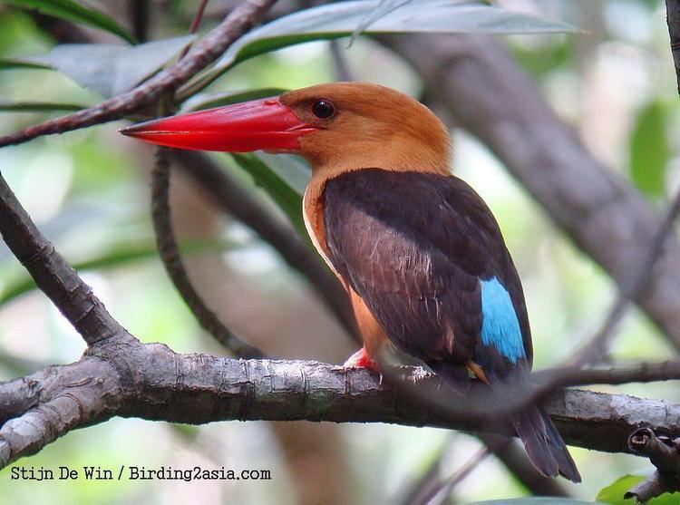 Brown-winged kingfisher Brownwinged Kingfisher Pelargopsis amauroptera videos photos and