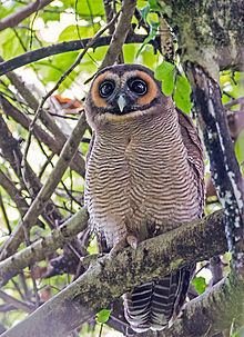 Brown wood owl httpsuploadwikimediaorgwikipediacommonsthu