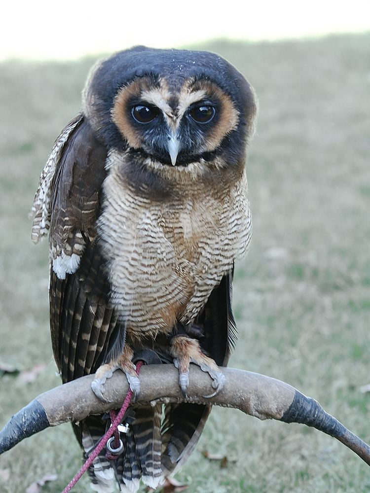 Brown wood owl Asian brown woodowl