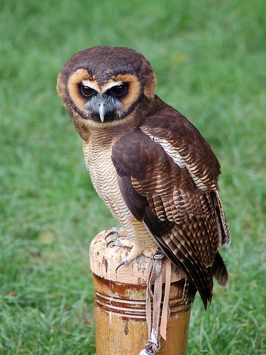 Brown wood owl Asian brown woodowl