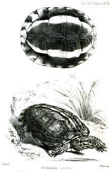 Brown wood turtle httpsuploadwikimediaorgwikipediacommonsthu