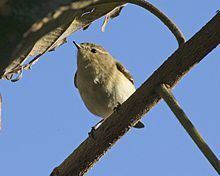 Brown woodland warbler httpsuploadwikimediaorgwikipediacommonsthu