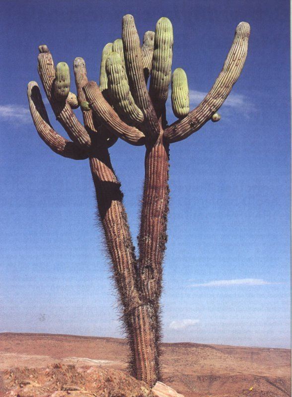 Browningia candelaris Browningia Candelaris South American RARE Cactus Edible Cacti