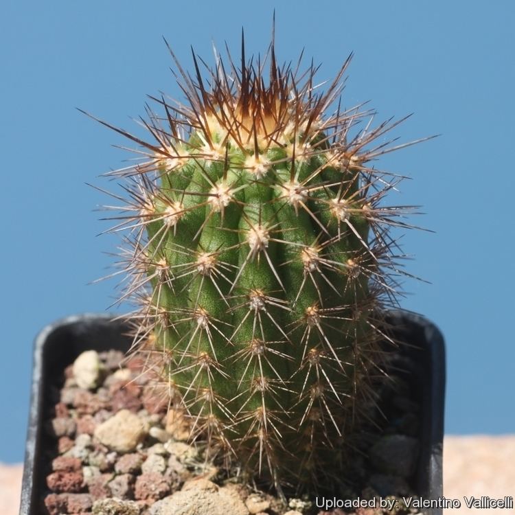 Browningia candelaris Browningia candelaris