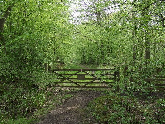 Broxbourne Woods