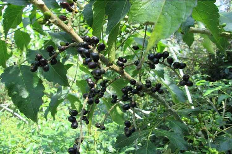 Brucea javanica 10 Benefits of Fruit Macassar Brucea javanica Ingredients and