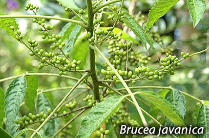 Brucea javanica Amazing Medicinal Plant Kills Malignant Tumors and Destroys 70