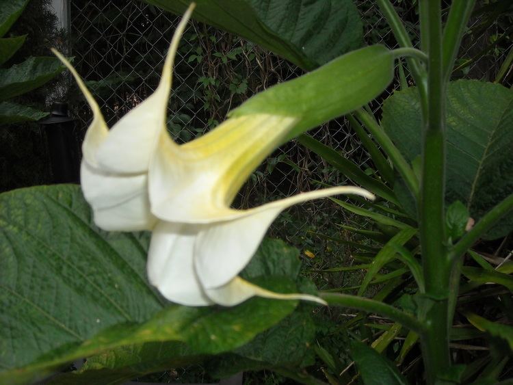 Brugmansia arborea Brugmansia Arborea Jammys Gems