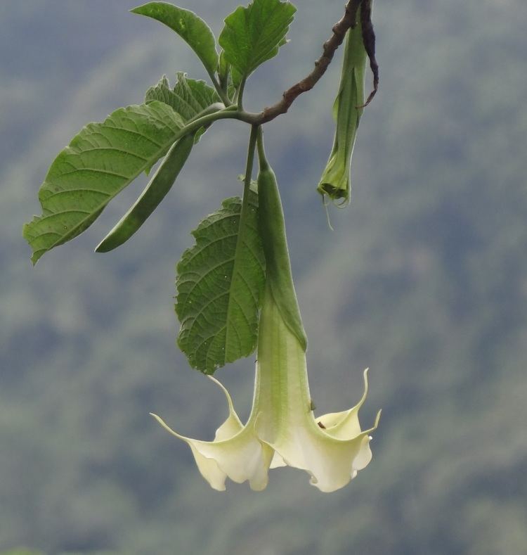 Brugmansia arborea httpsuploadwikimediaorgwikipediacommons55