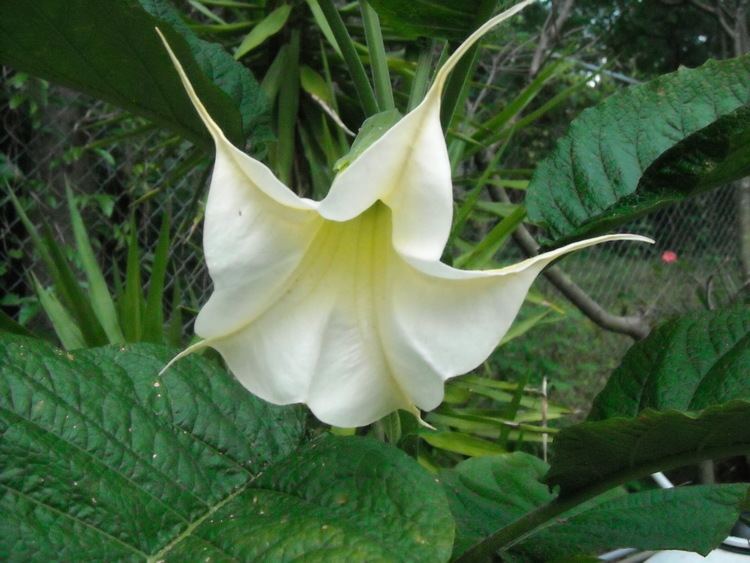 Brugmansia arborea Brugmansia Arborea Jammys Gems