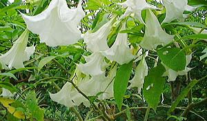 Brugmansia arborea Brugmansia arborea Angel39s Trumpet Tree Entheologycom