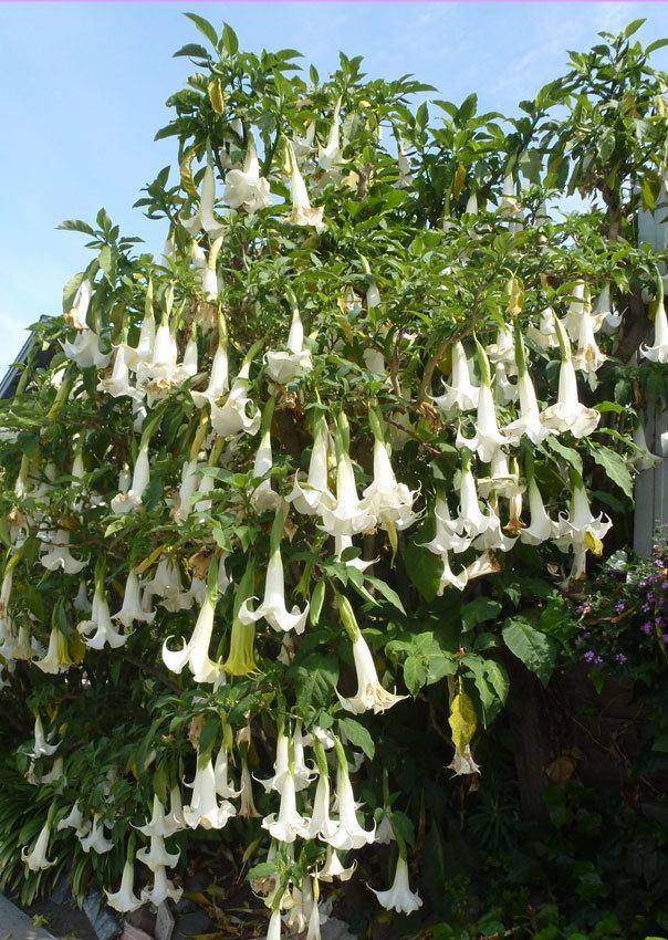 Brugmansia arborea Brugmansia arborea quotTree Daturaquot Buy Online at Annie39s Annuals