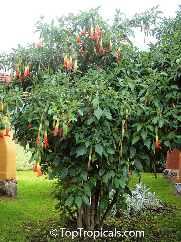 Brugmansia sanguinea Brugmansia sanguinea Red Angels Trumpet Red Datura Eagle Tree