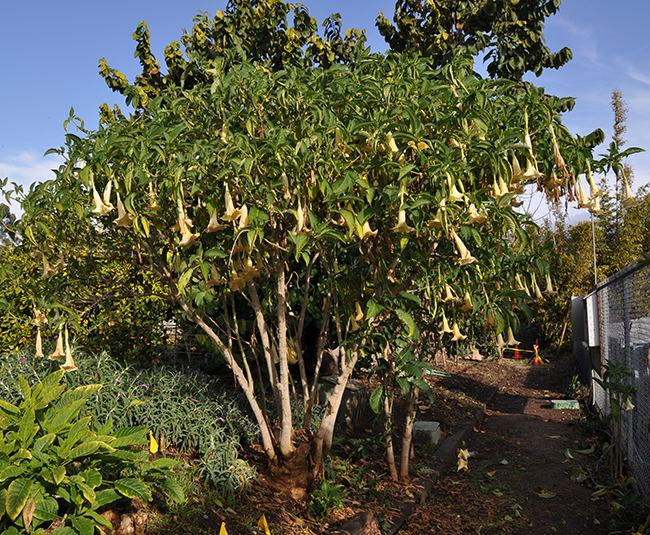 Brugmansia versicolor UFEI SelecTree A Tree Selection Guide