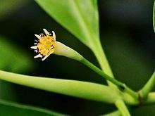 Bruguiera parviflora httpsuploadwikimediaorgwikipediacommonsthu