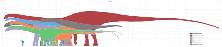 Classification of Bruhathkayosaurus