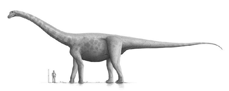 Bruhathkayosaurus compared to a human size