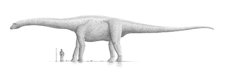 Bruhathkayosaurus compared to a human size