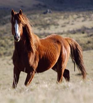 Brumby 1000 images about Brumby Beauty on Pinterest Mike d39antoni