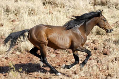 Brumby 1000 images about HORSES Brumby on Pinterest Names Toms and