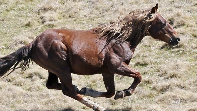 Brumby Brumby cull Supporters fight plan to shoot Snowy Mountains horses
