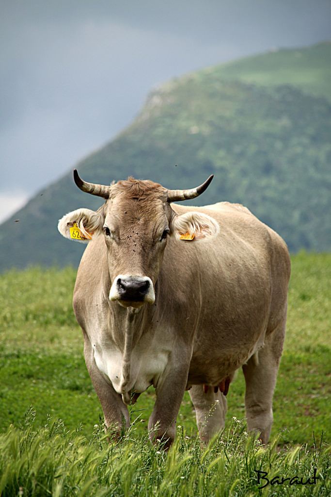 Bruna dels Pirineus Vaca bruna dels Pirineus Serra Cavallera Camprodon Flickr