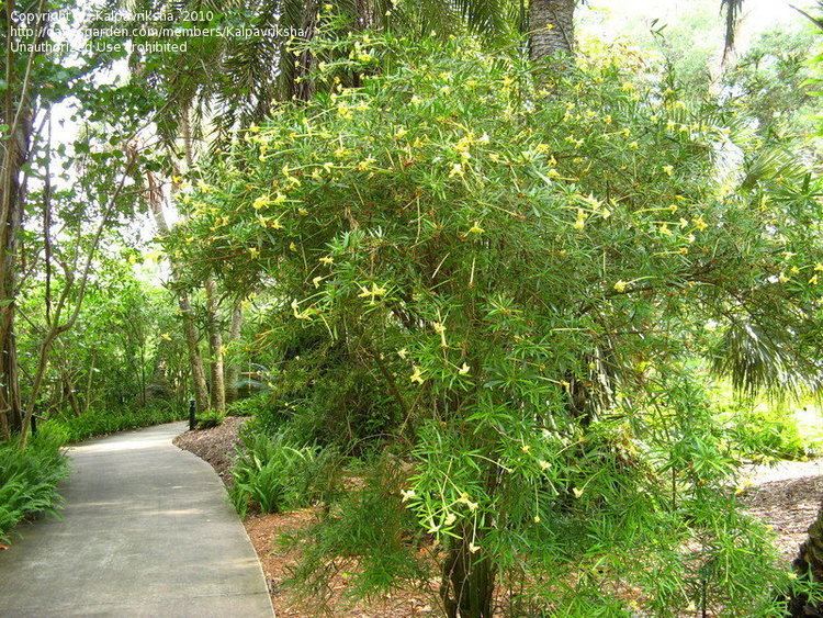 Brunfelsia densifolia PlantFiles Pictures Serpentine Rain Tree Brunfelsia densifolia by
