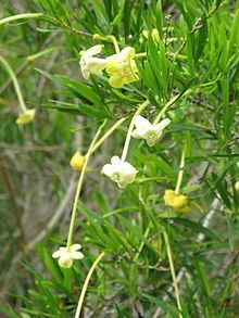 Brunfelsia densifolia httpsuploadwikimediaorgwikipediacommonsthu