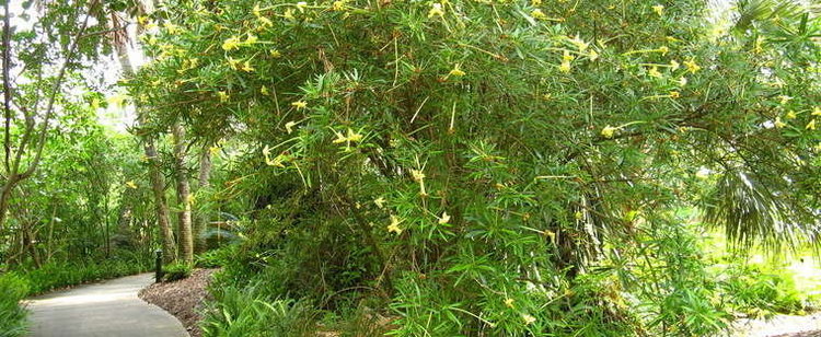 Brunfelsia densifolia Serpentine Rain Tree Brunfelsia densifolia