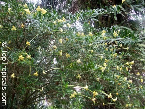 Brunfelsia densifolia Brunfelsia densifolia Serpentine Hill rain tree TopTropicalscom