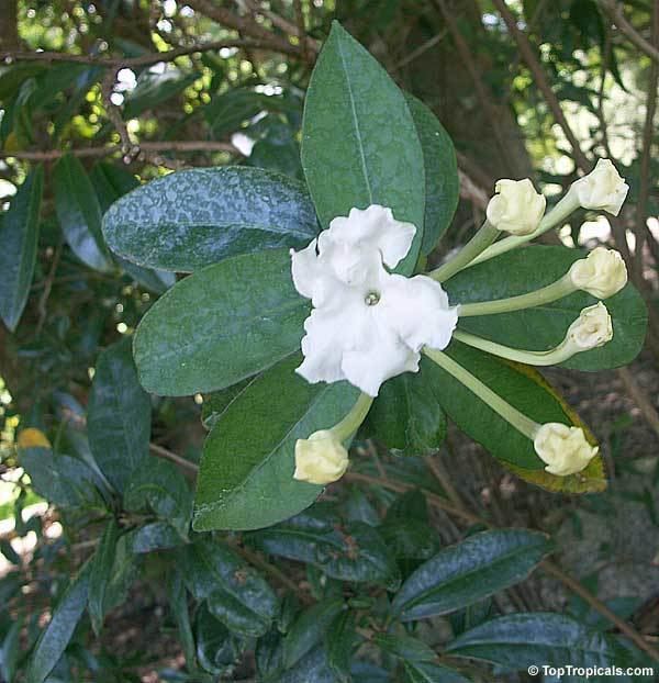 Brunfelsia jamaicensis Brunfelsia plicata Brunfelsia jamaicensis Lady of the Night