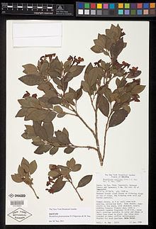 Brunfelsia plowmaniana httpsuploadwikimediaorgwikipediacommonsthu