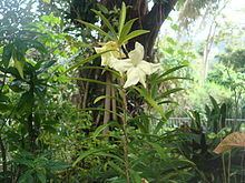 Brunfelsia portoricensis httpsuploadwikimediaorgwikipediacommonsthu