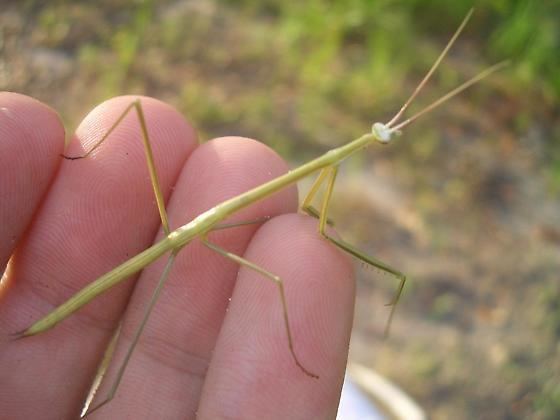 Brunneria borealis Brunneria Brunneria borealis BugGuideNet