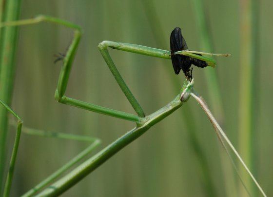 Brunneria borealis Preying mantis Brunneria borealis BugGuideNet